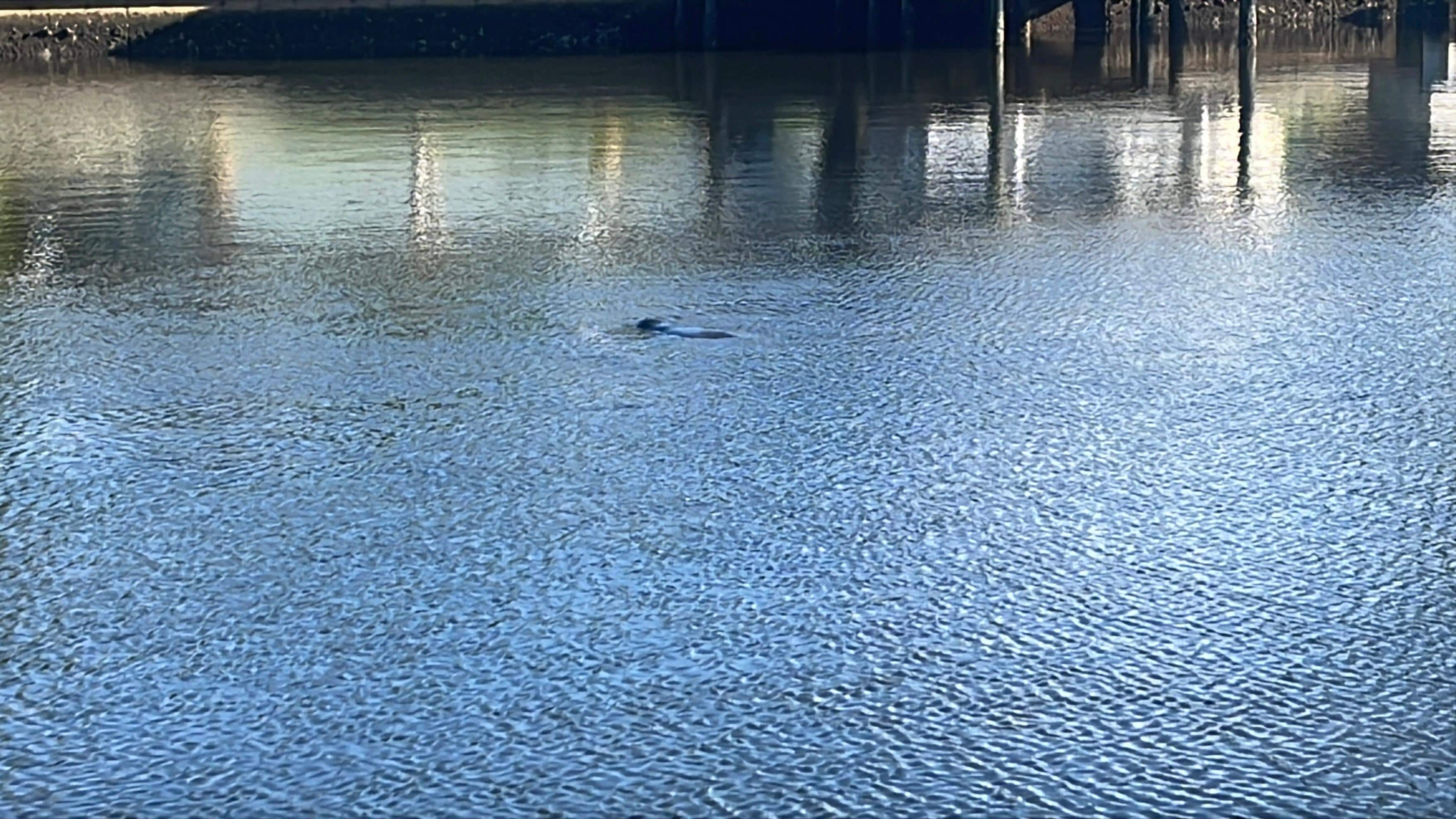 A little peek if one of the manatees we could see from the backyard.