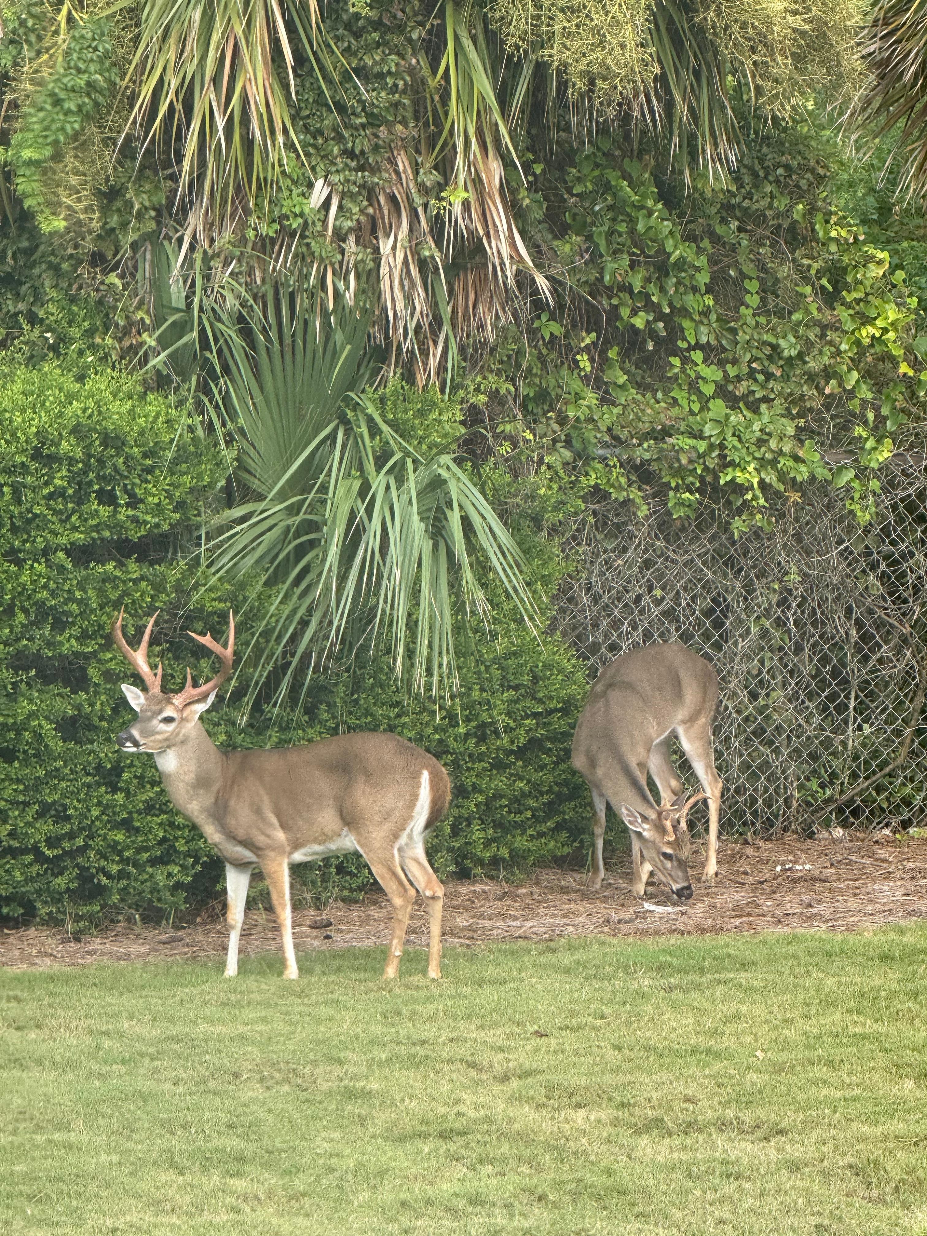 Right in front of our balcony! 