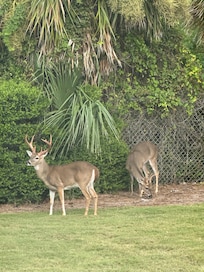 Right in front of our balcony!