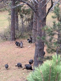 Turkey's from deck