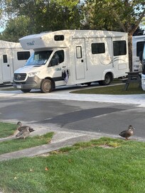 朝は鴨が遊びにきたりします。