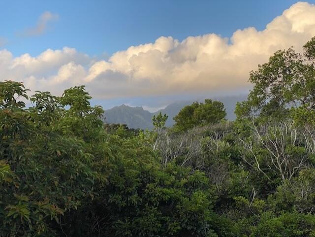 Patio view