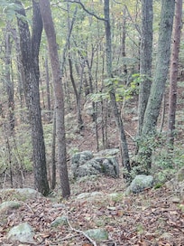 Hiking trails on the property