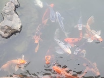 They have fish food so you can feed the fish. That was a fun little surprise. Breakfast was actually pretty good as well.