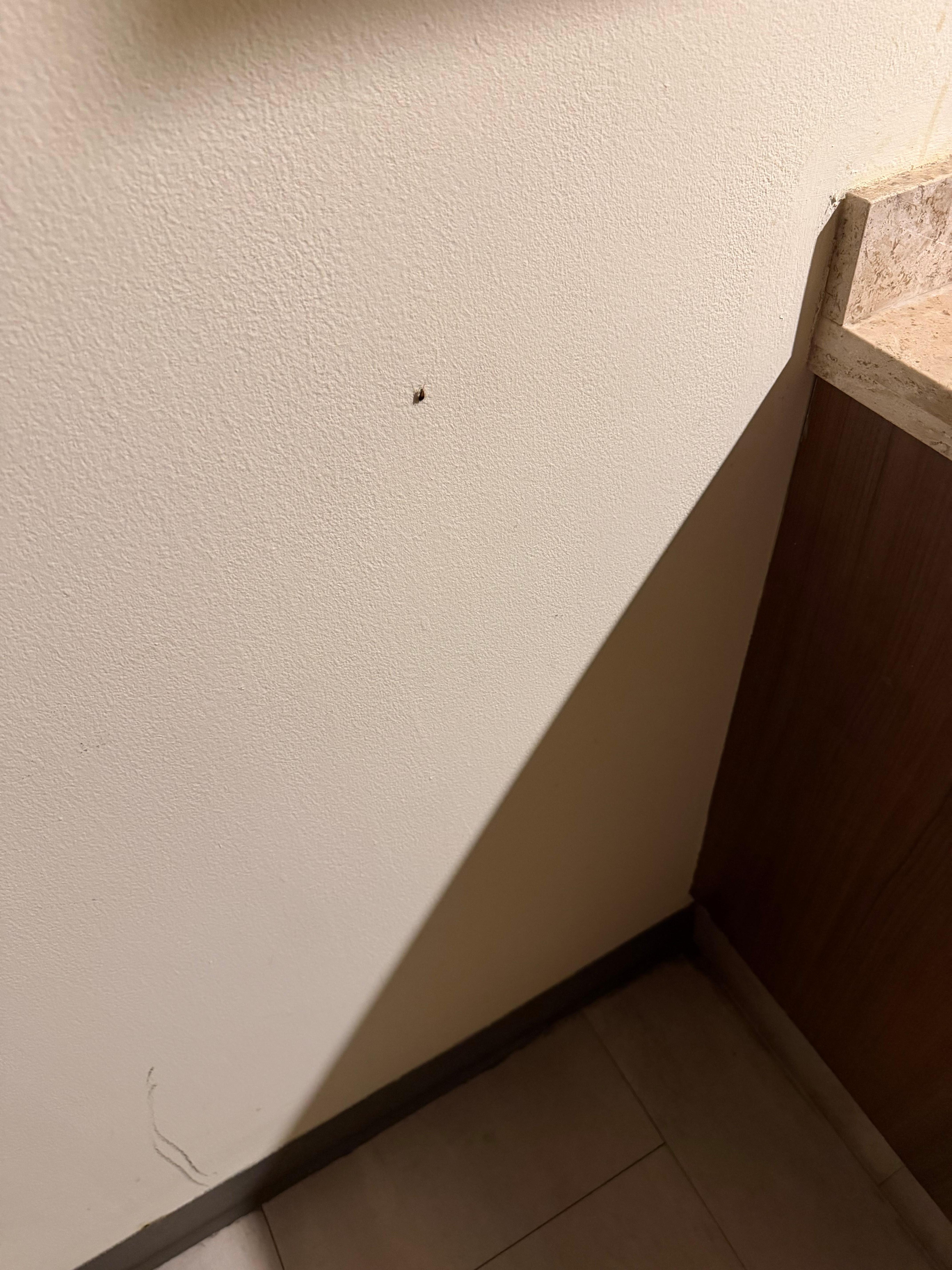 Cucaracha en la habitación 