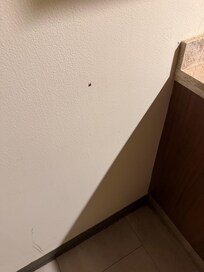 Cucaracha en la habitación