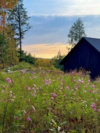 A house up the road to provide a glimpse of the neighborhood. The cosmos were still blooming in mid-to-late-October.