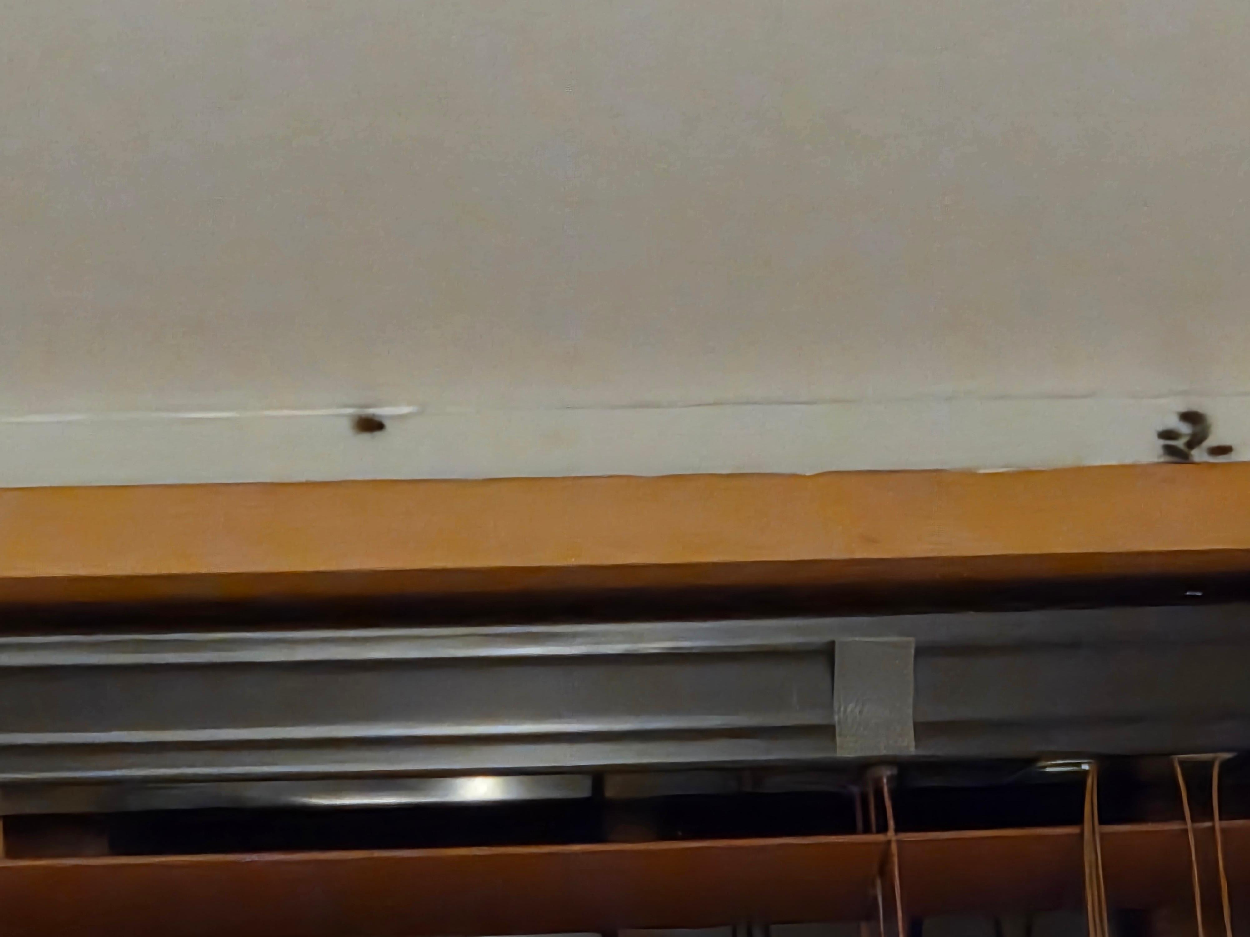 Several cockroaches in ensuite