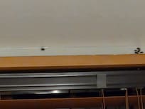 Several cockroaches in ensuite