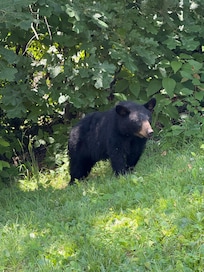 Bear climbed down the tree behind the pool to say hi!