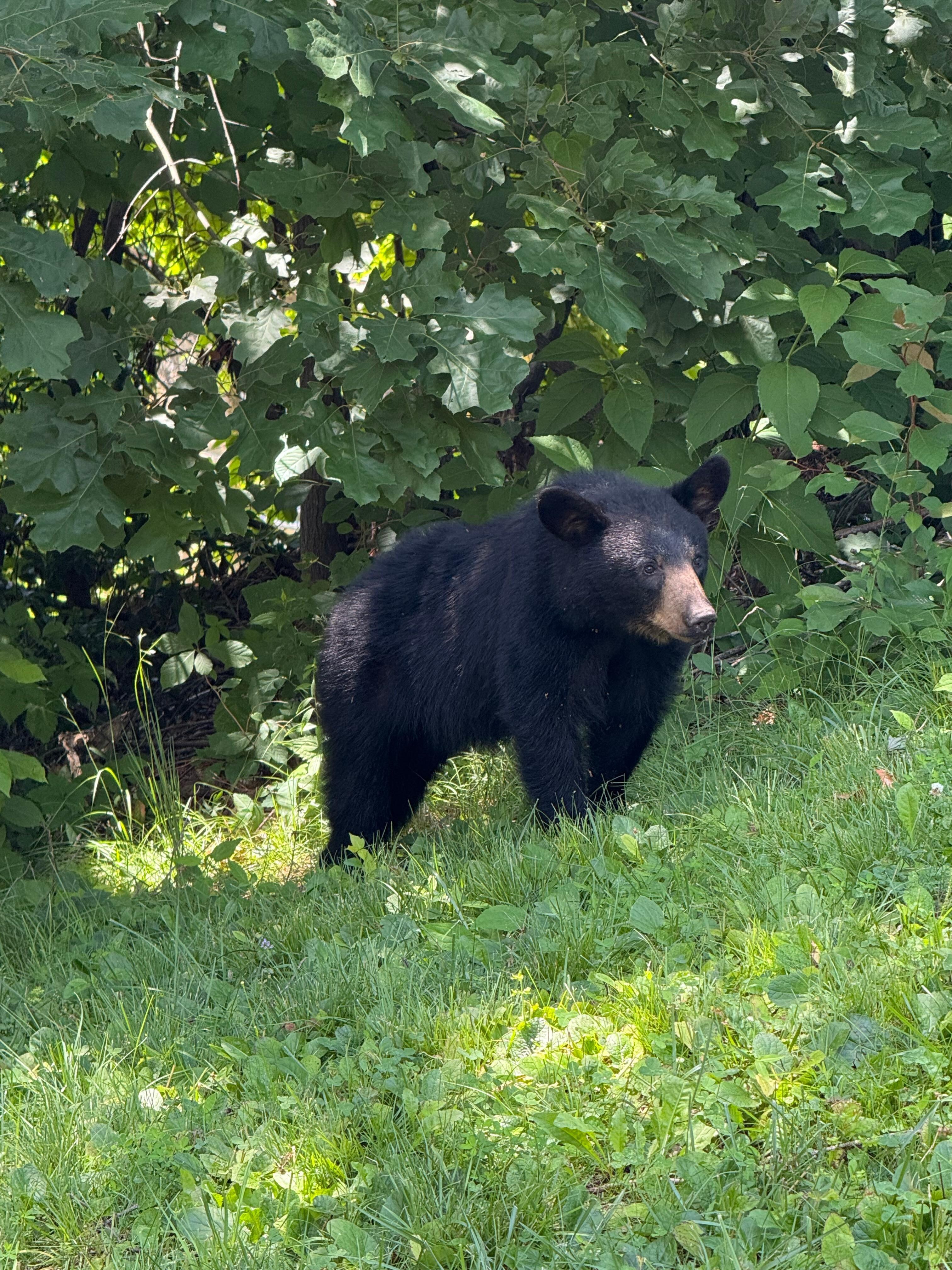 Bear climbed down the tree behind the pool to say hi! 