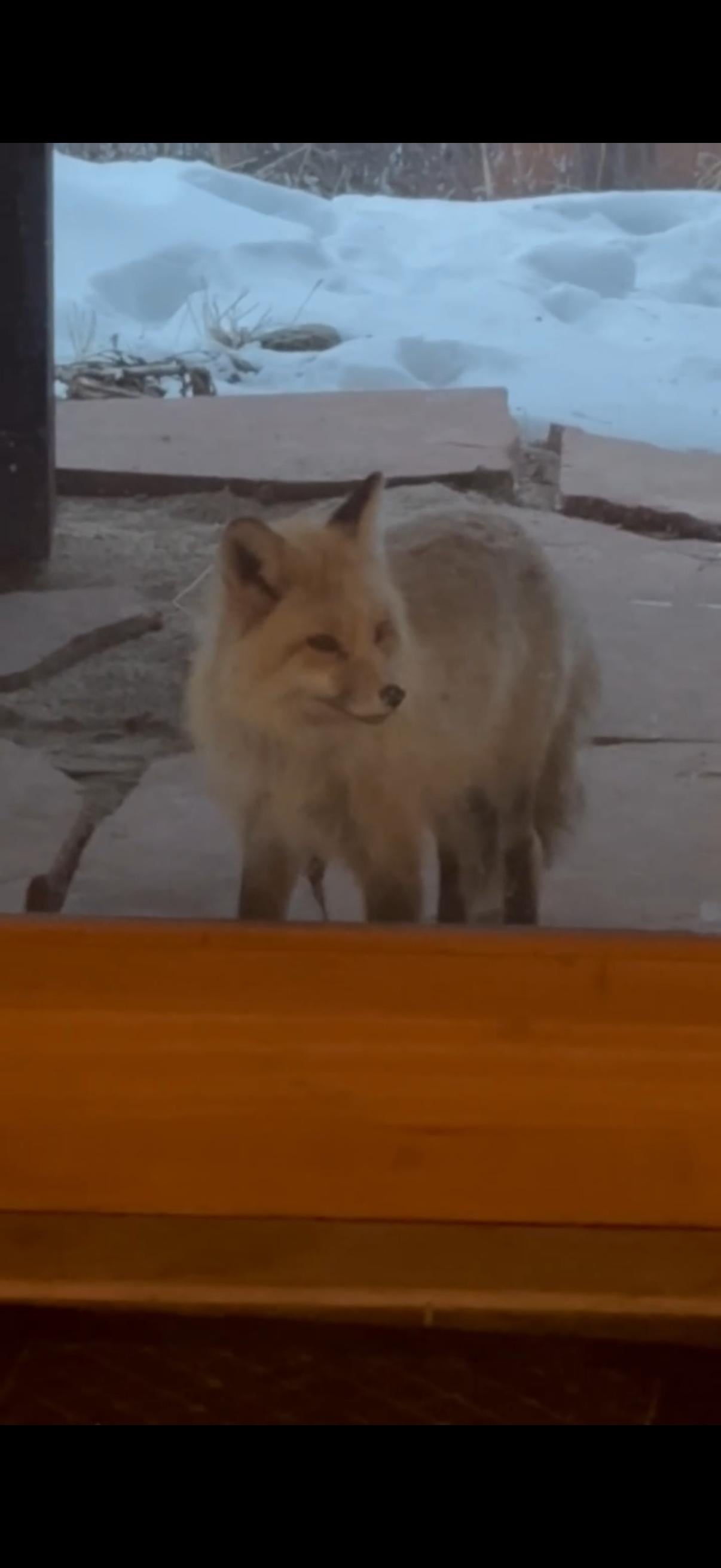 Larry the 🦊 at the back door