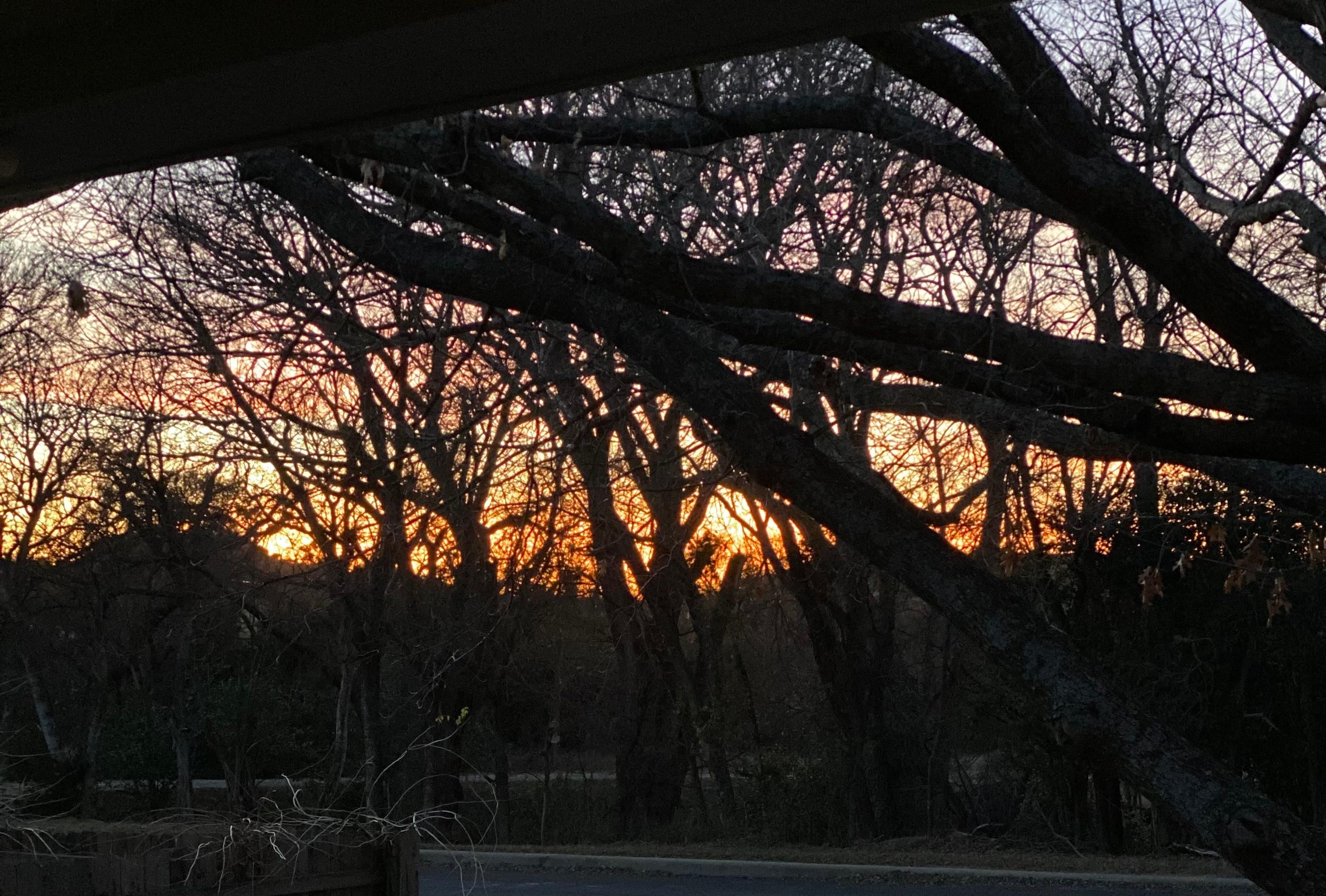 Beautiful sunset peeking through the grove of trees across the street 