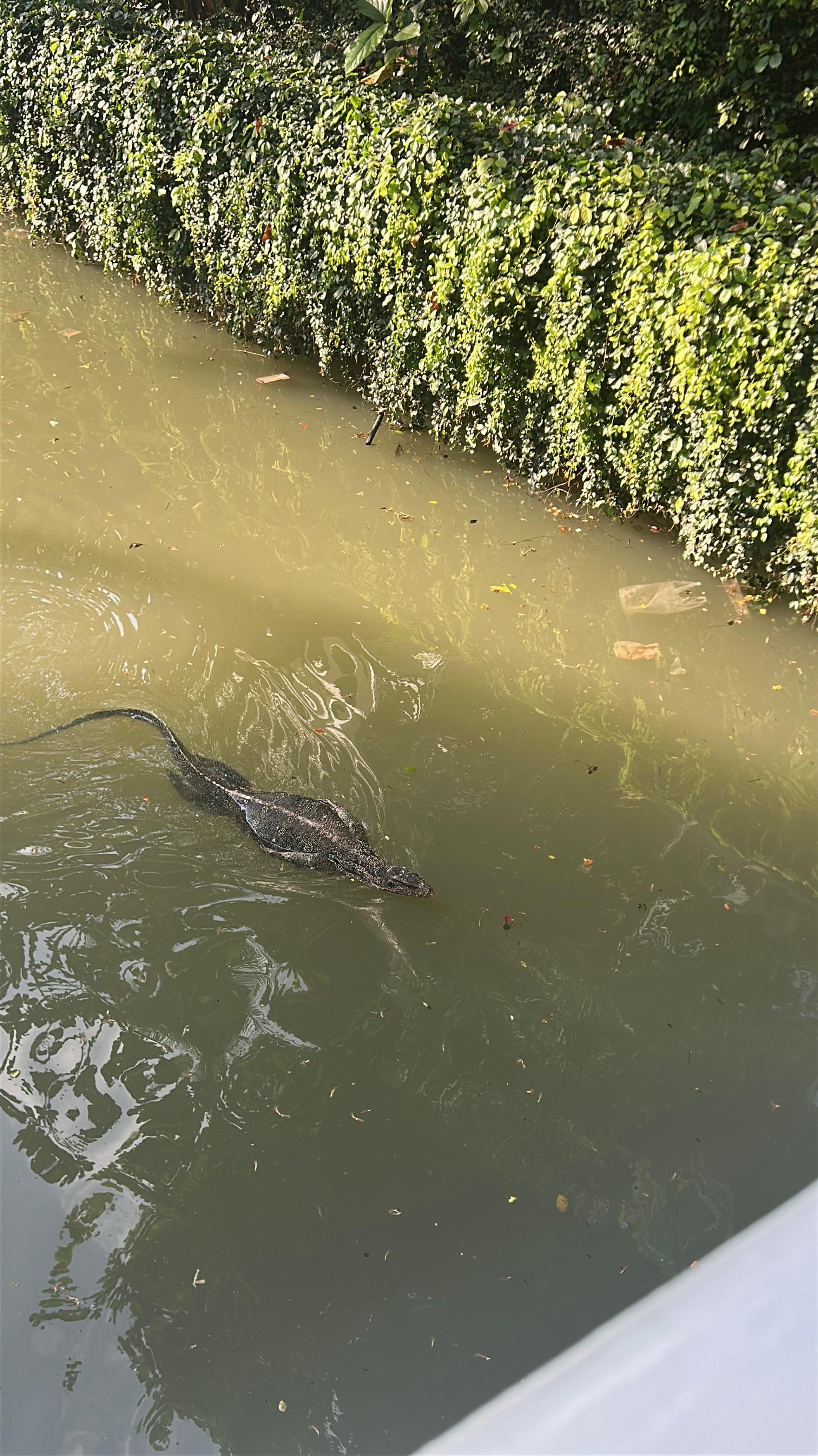 敷地内の川にミズオオトカゲ