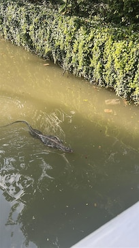 敷地内の川にミズオオトカゲ