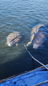 Swim with Manatee in Homosassa Florida!!!