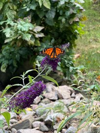 on our walk close by