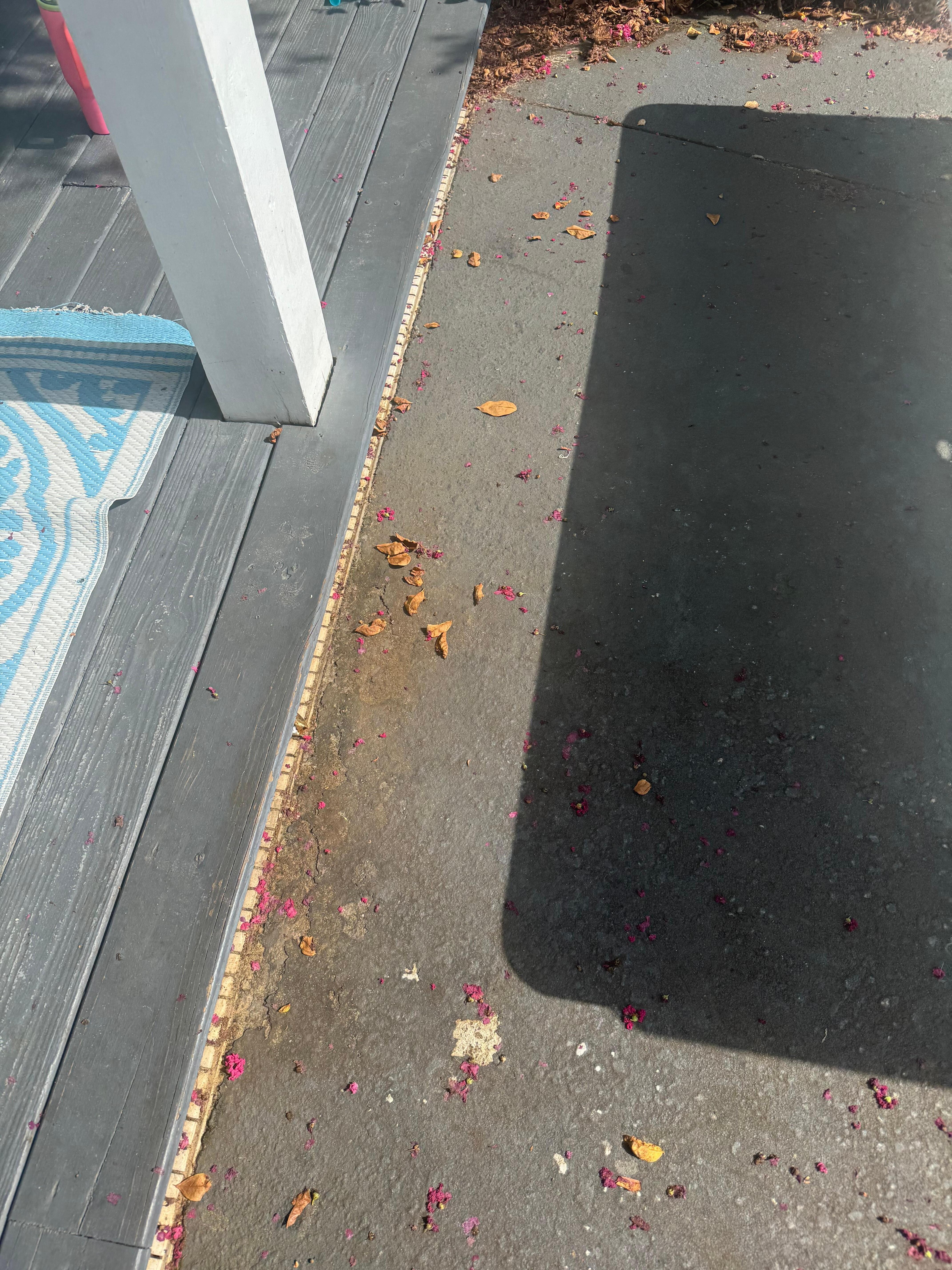 Tracked into house daily