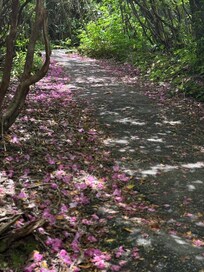 Trails in Pisgah National Forest