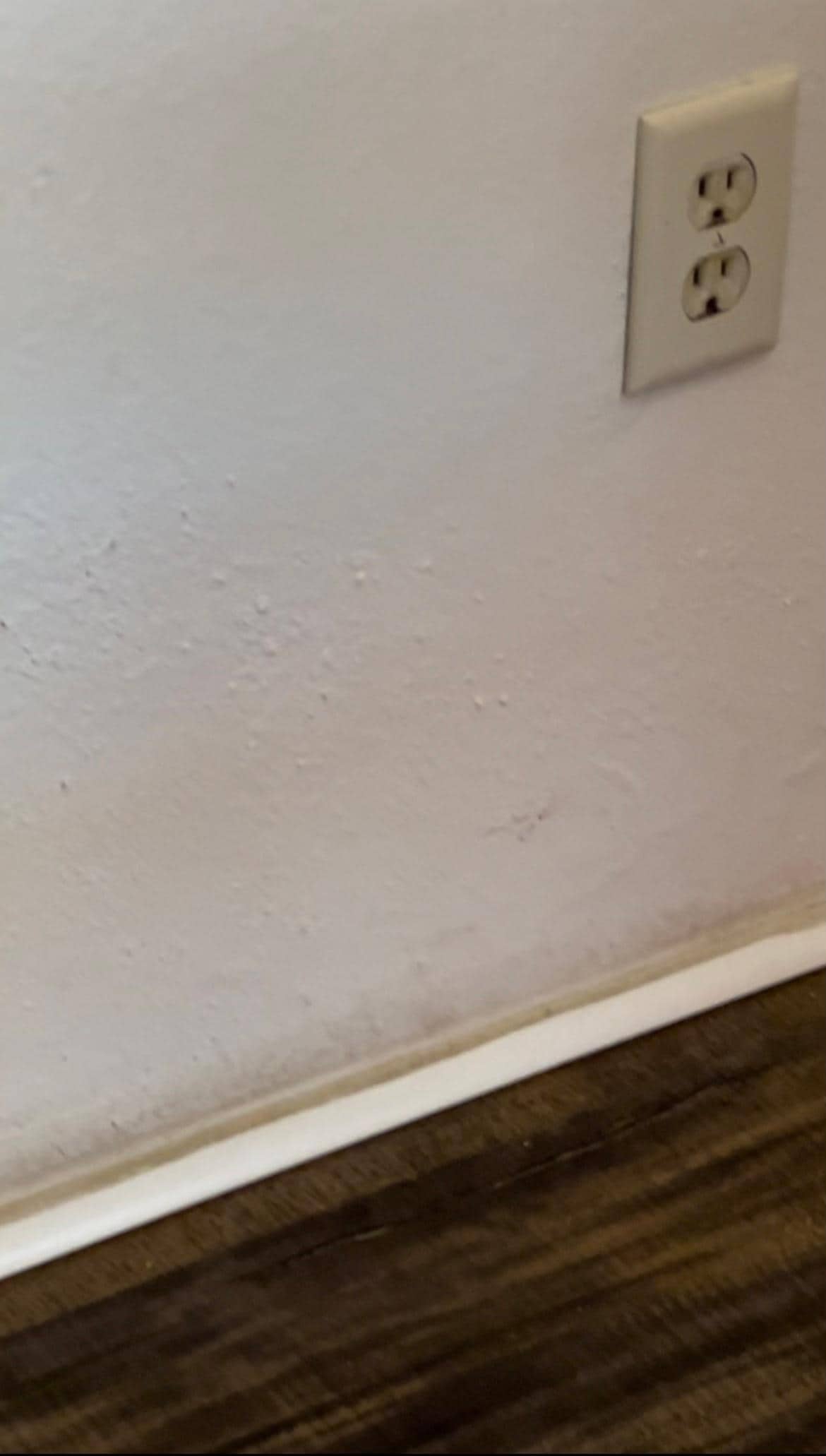 Moldy baseboard