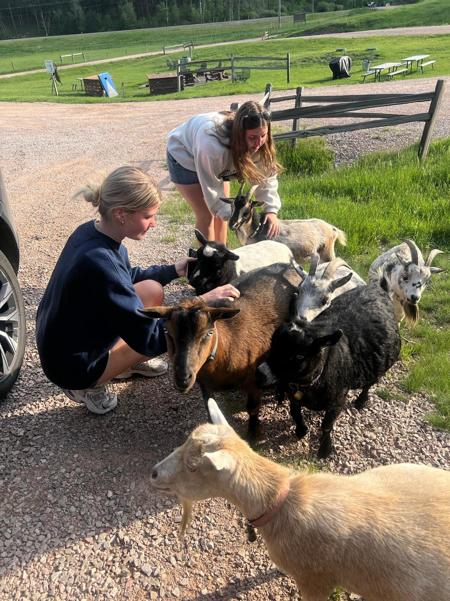 The Welcome Crew - Goats!