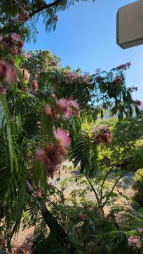 We spied hummingbirds in this tree next to the porch of the cottage