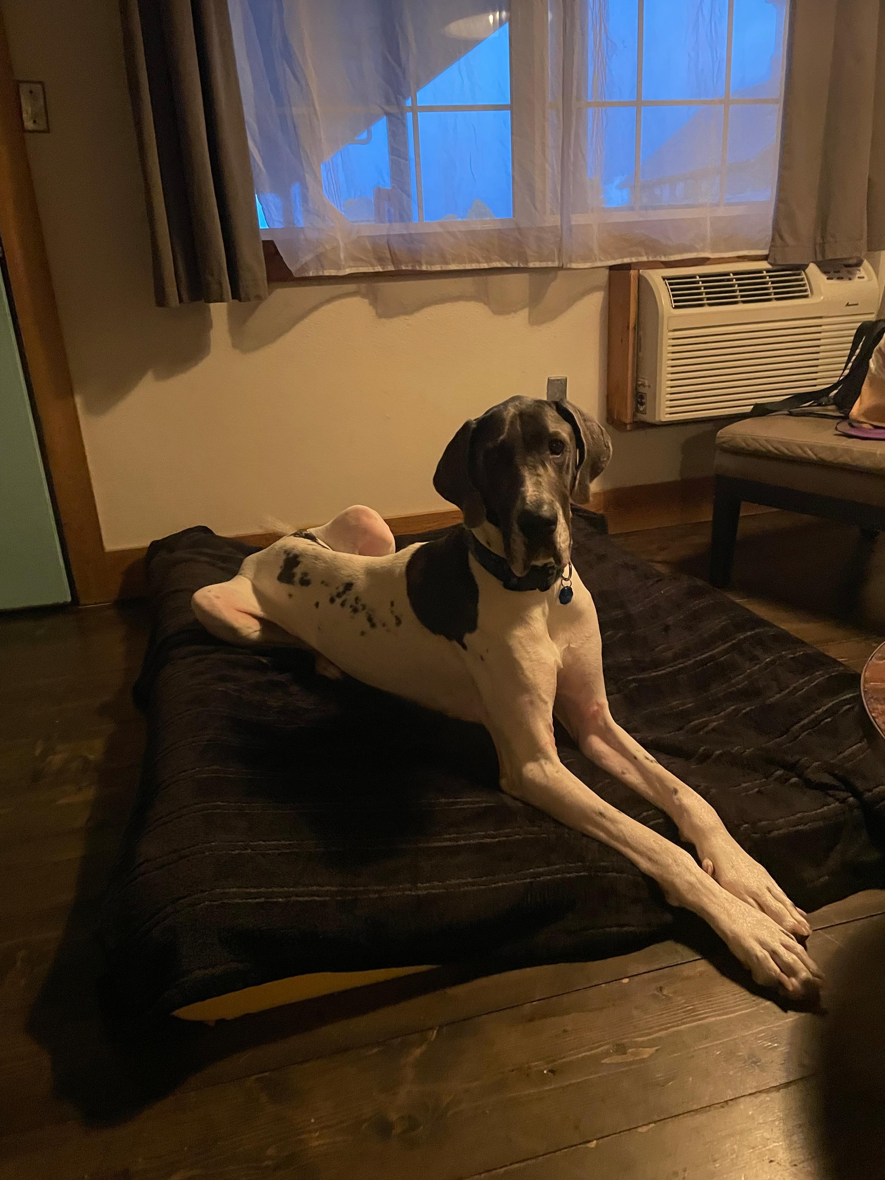No breed or size restrictions on dogs! Our Great Dane was able to stay with us, which is a big perk.
