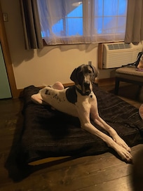 No breed or size restrictions on dogs! Our Great Dane was able to stay with us, which is a big perk.