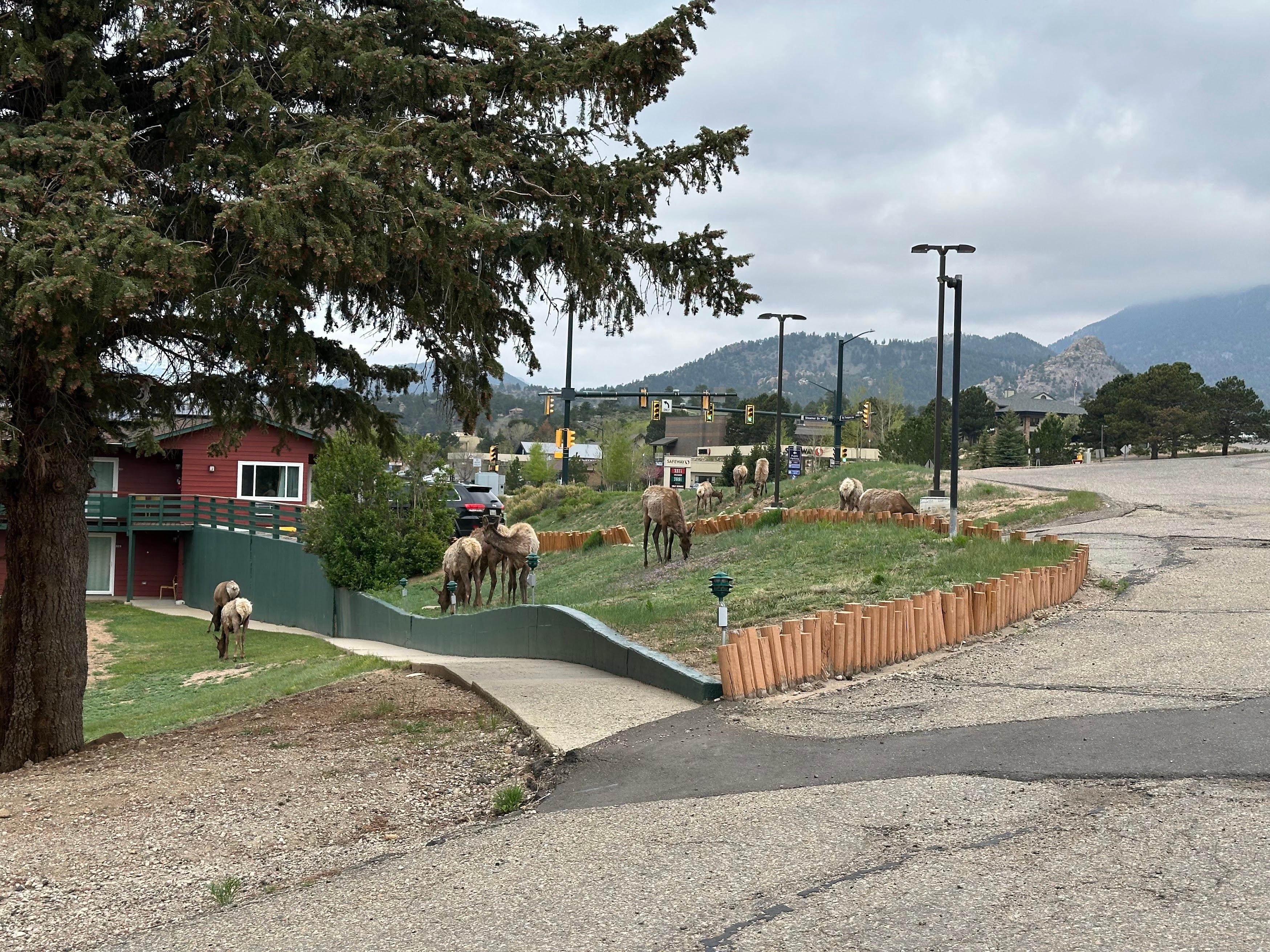 Another angle of morning elk, looking west down Big Thompson Avenue