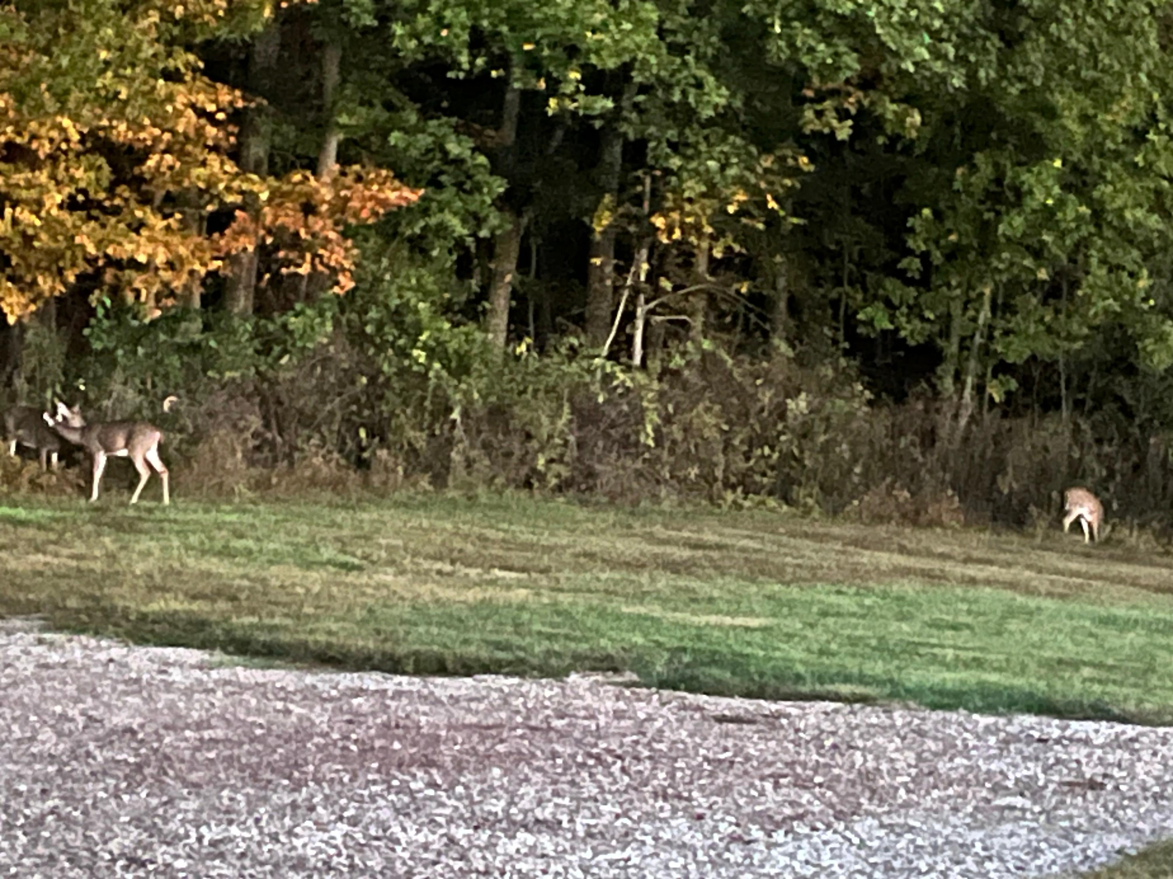 Deer in yard