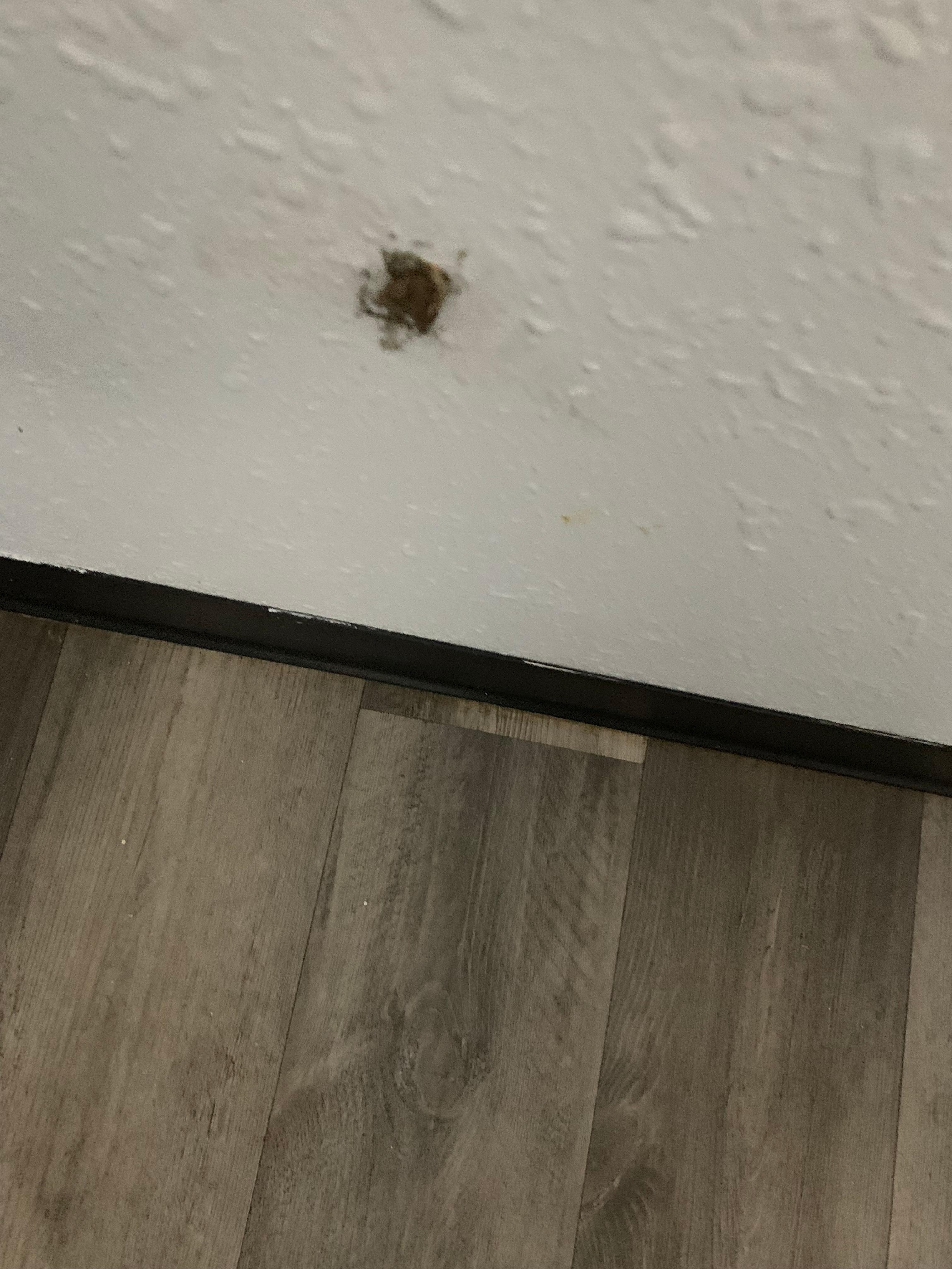 A big smashed dead roach on the wall.