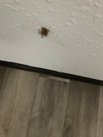 A big smashed dead roach on the wall.