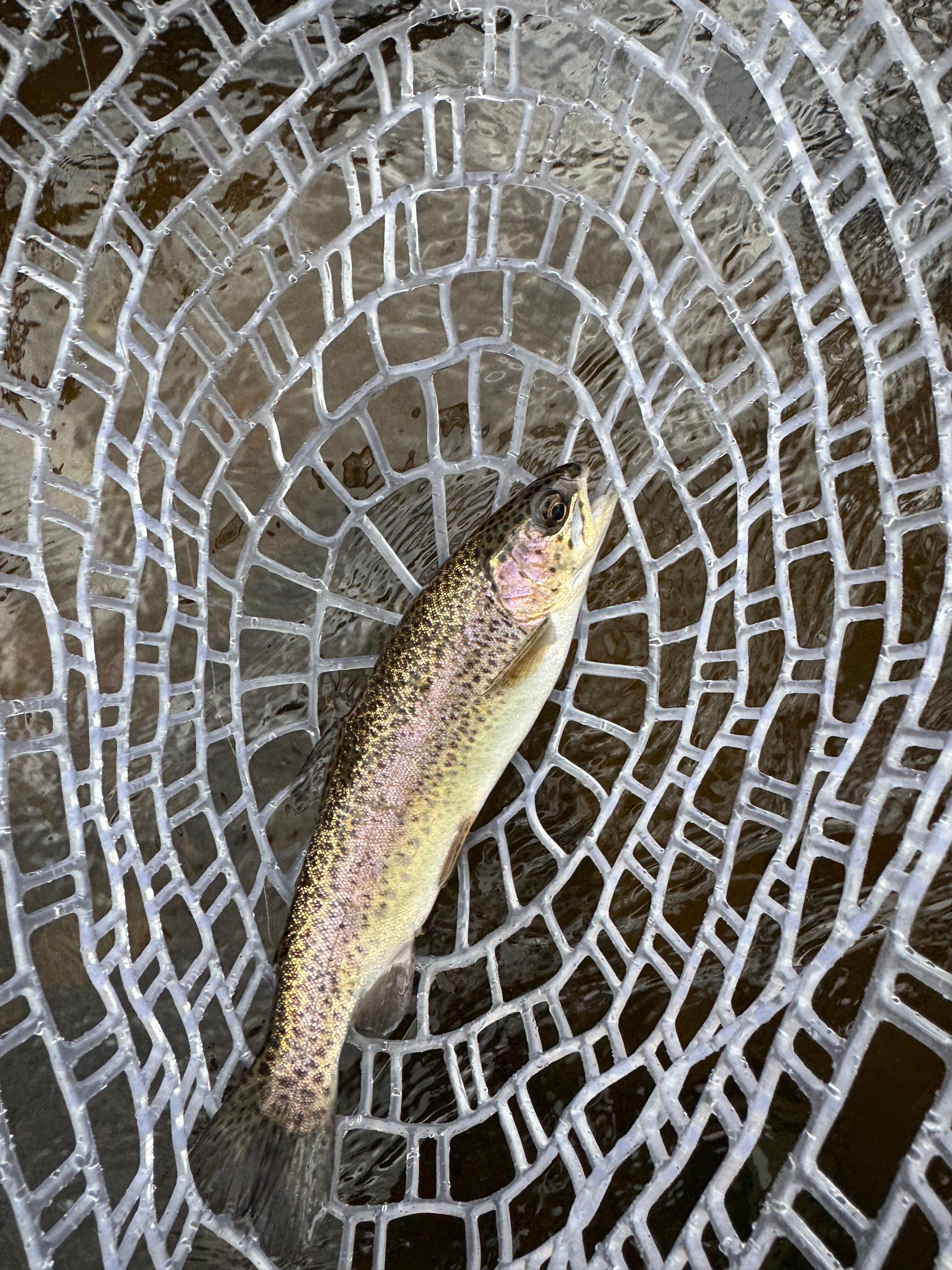 Caught this guy right out the front door