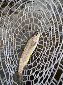 Caught this guy right out the front door