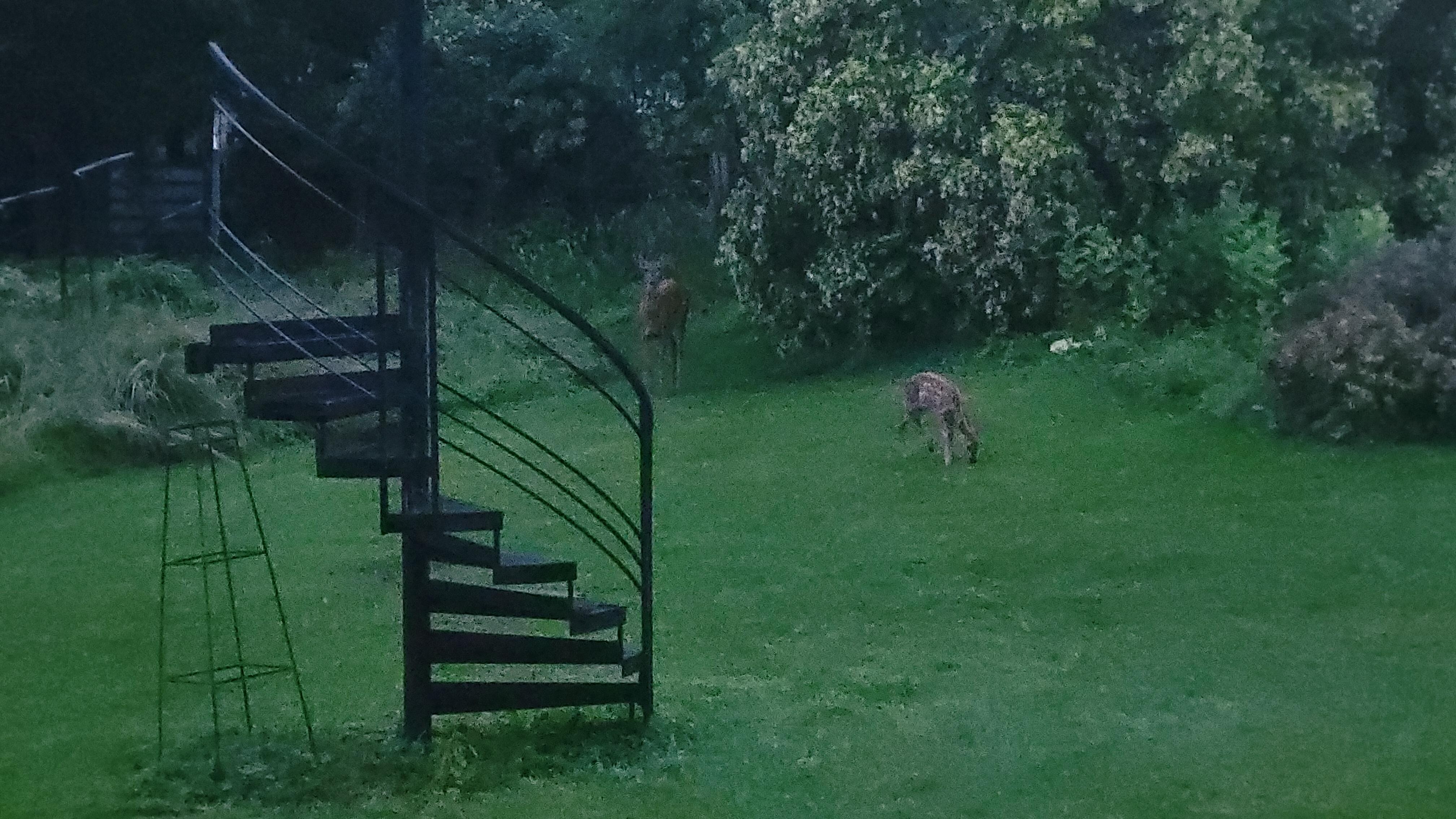 Doe and fawn