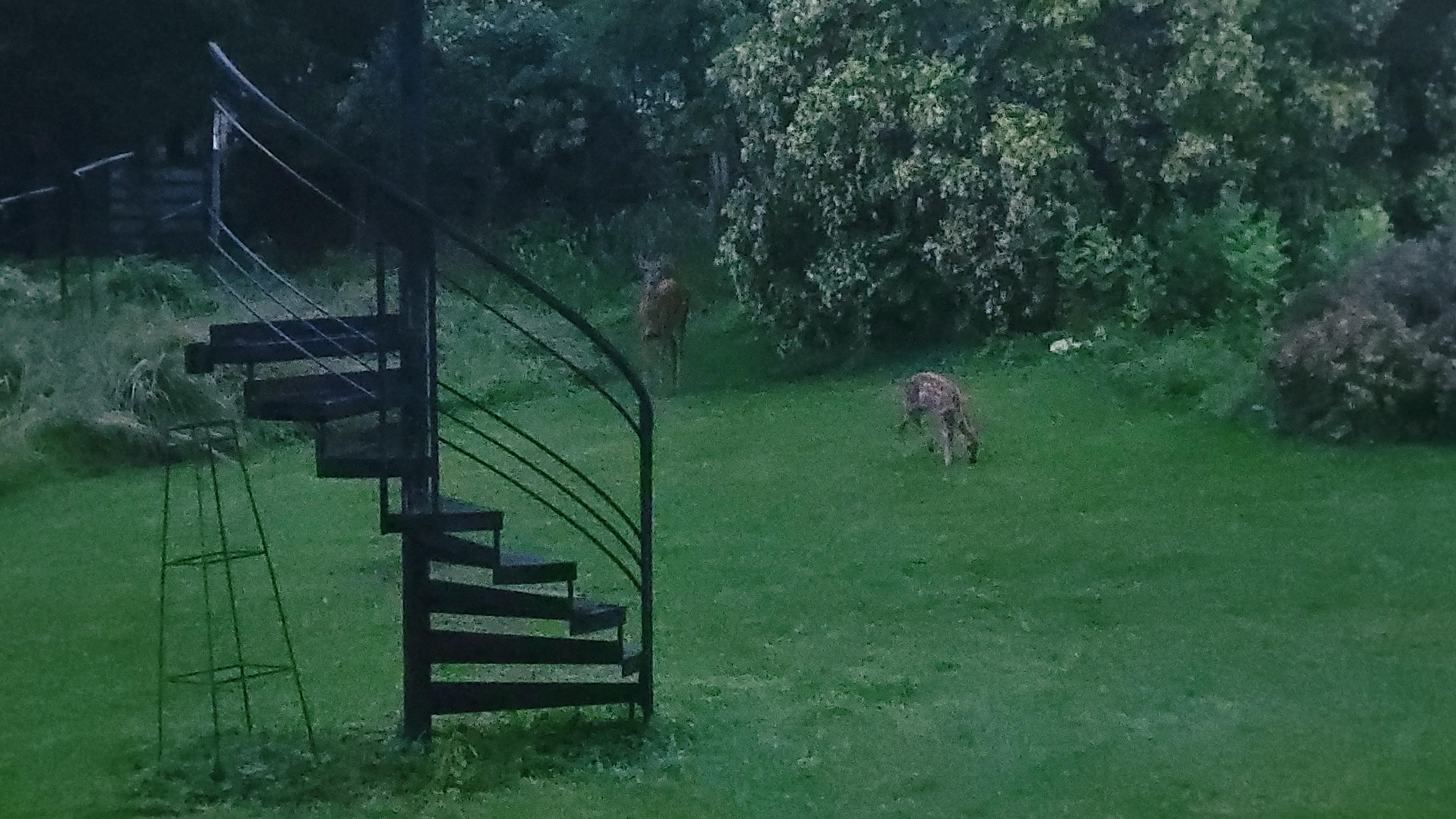 Doe and fawn
