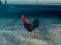 Wildlife guarding the property