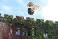 Peacocks can fly!