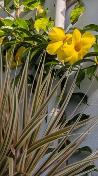 Yellow vines climbing the outside of the house.