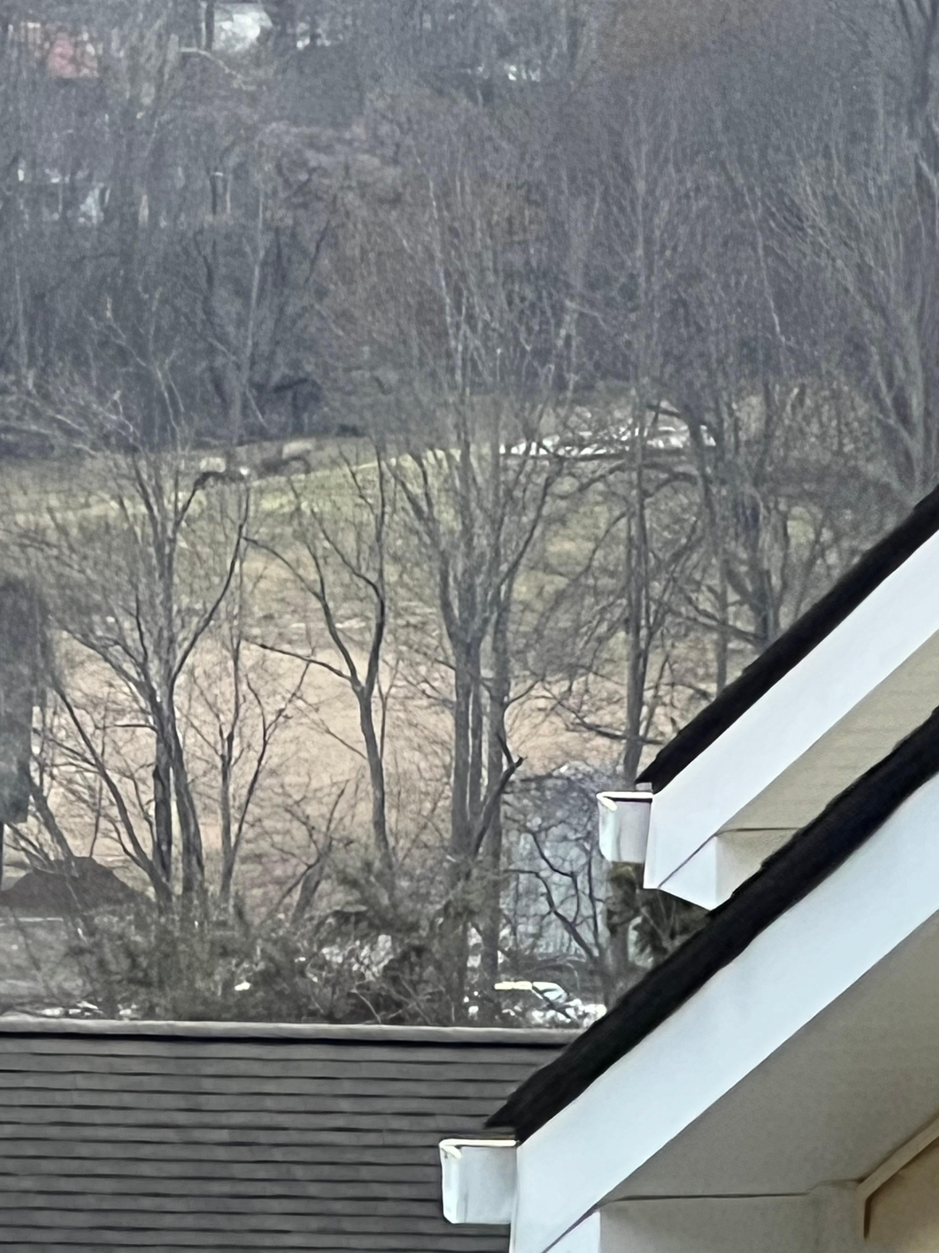 Two elk in the distance photographed from the deck of the house