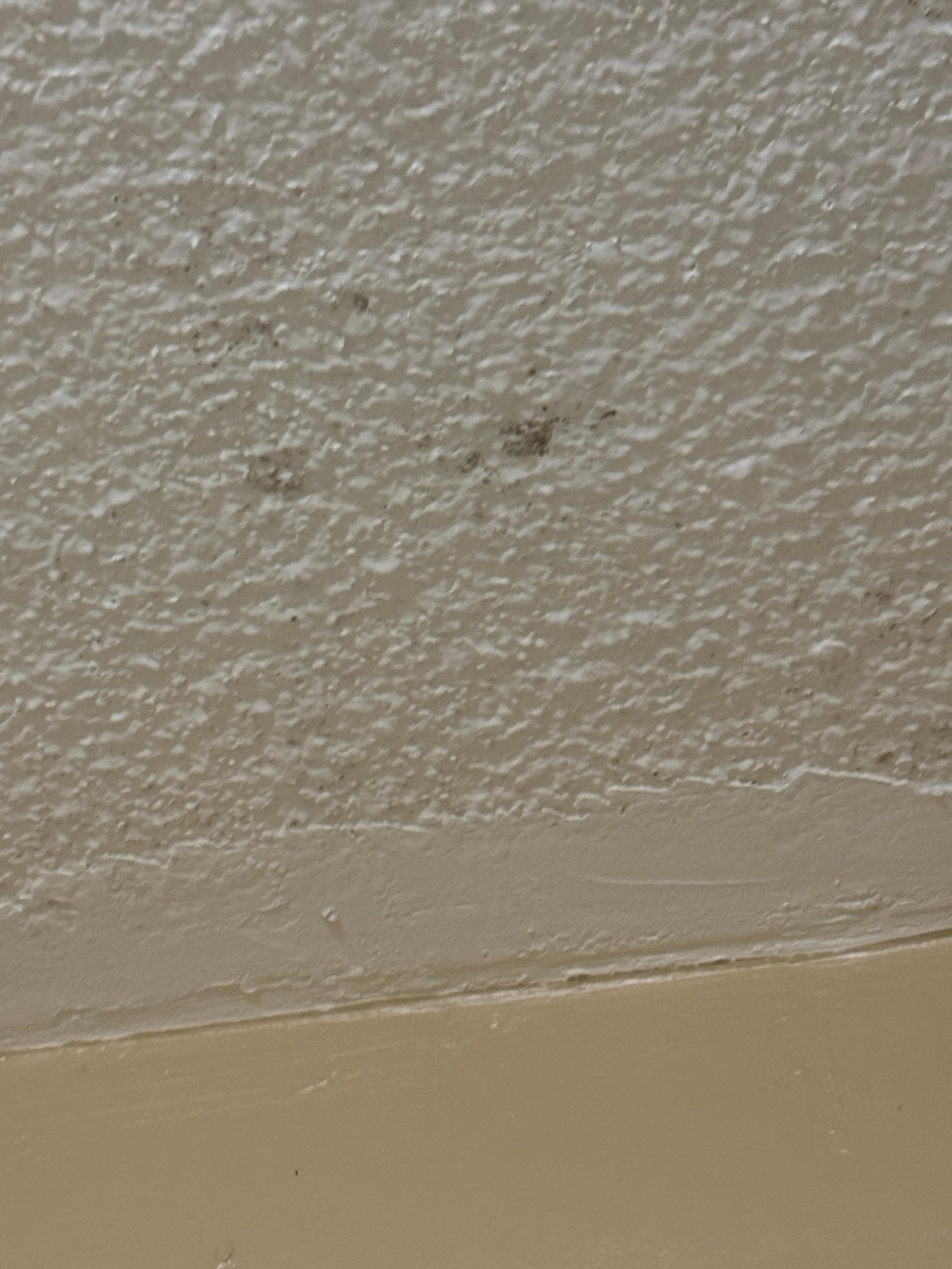 Mold on ceiling