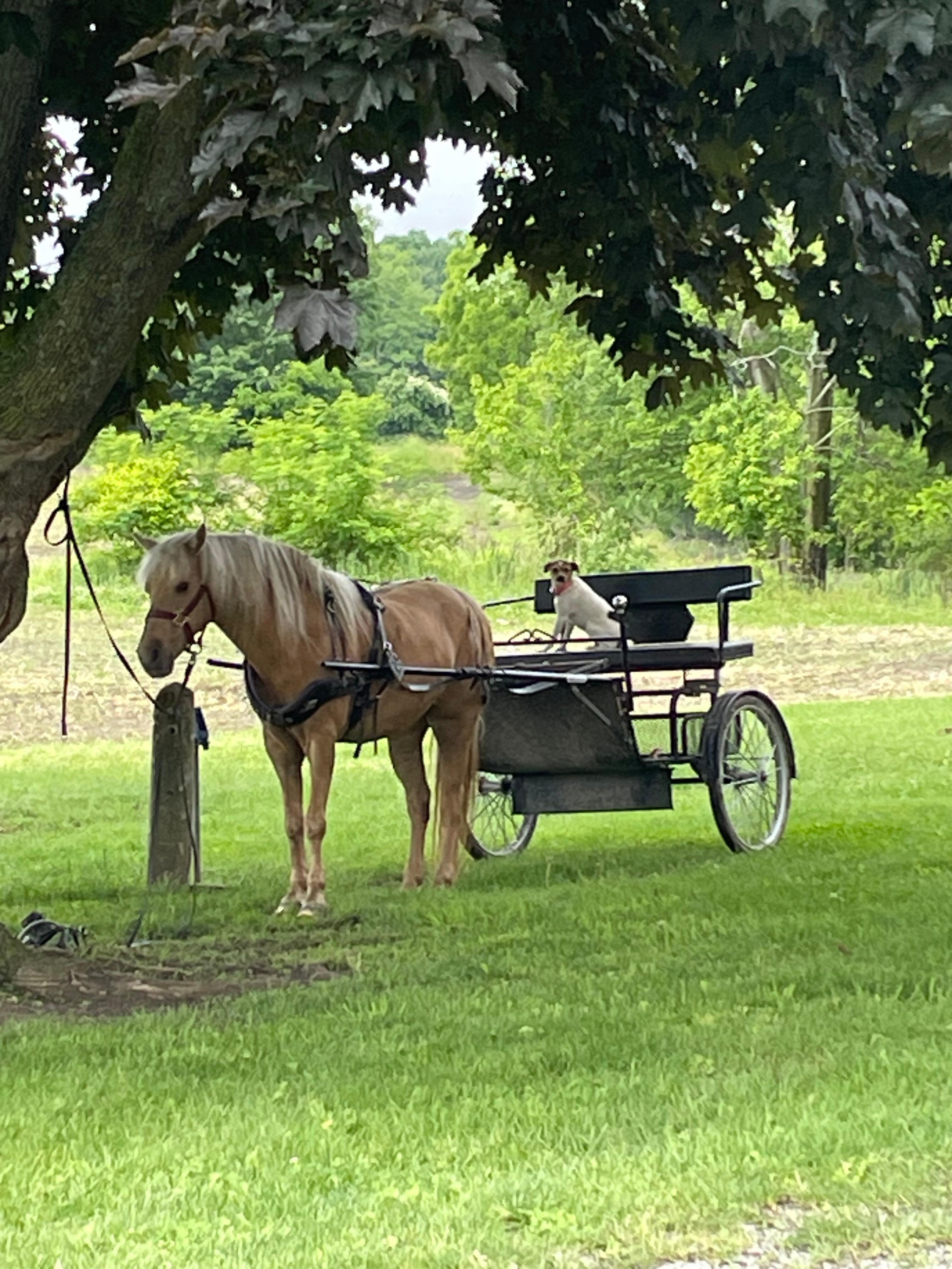 Sweet horse ready to give a buggy ride to the dog with a white heart on her forehead 