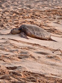 Turtle at the beach