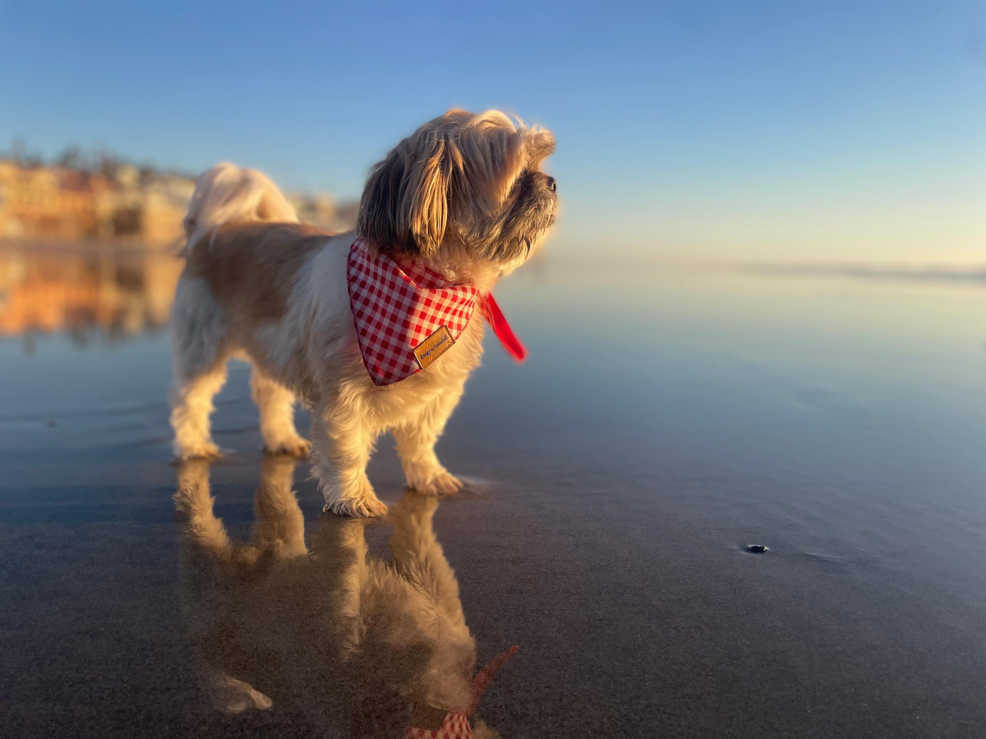 Basically a HUGE private beach 