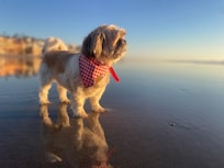 Basically a HUGE private beach