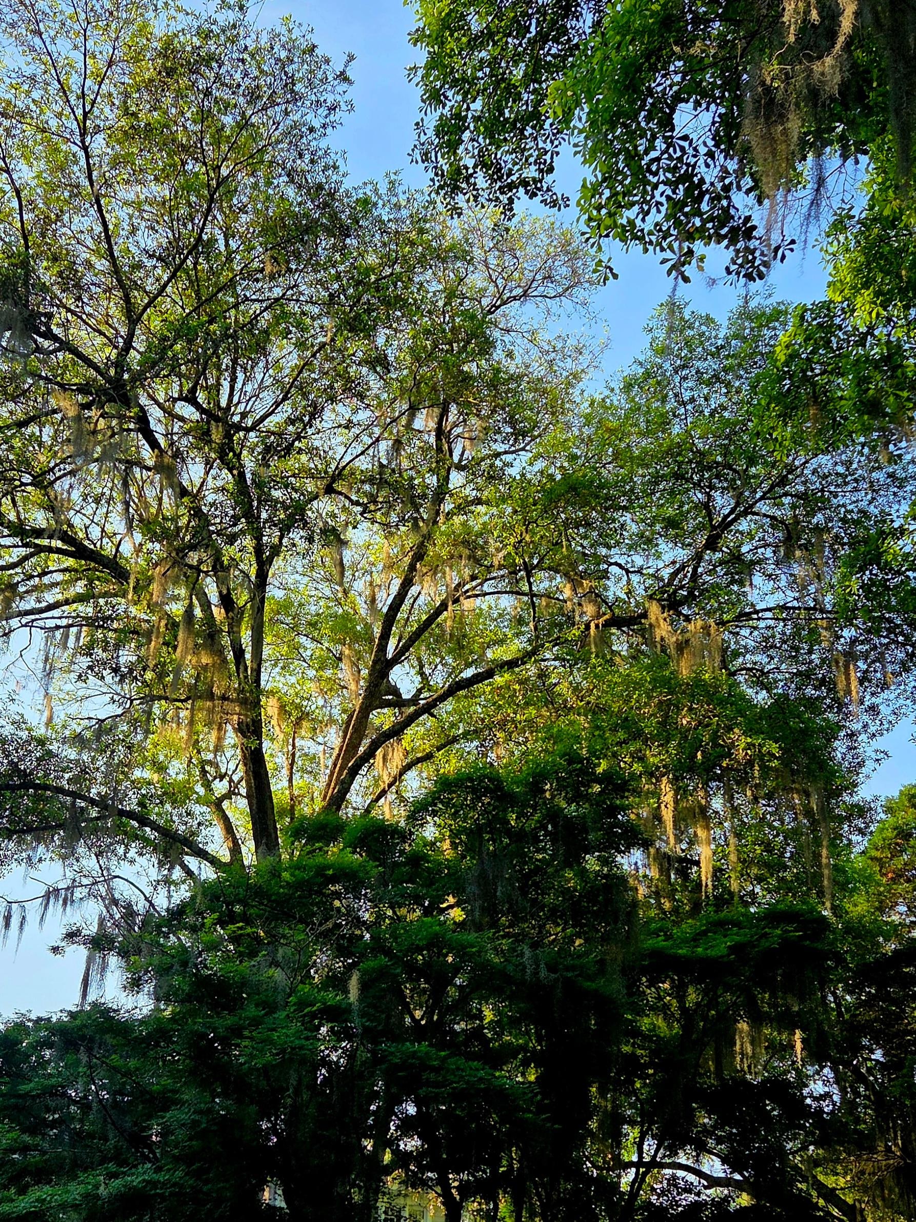 Gorgeous oaks everywhere