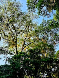 Gorgeous oaks everywhere