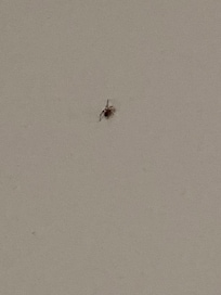 tiny spiders