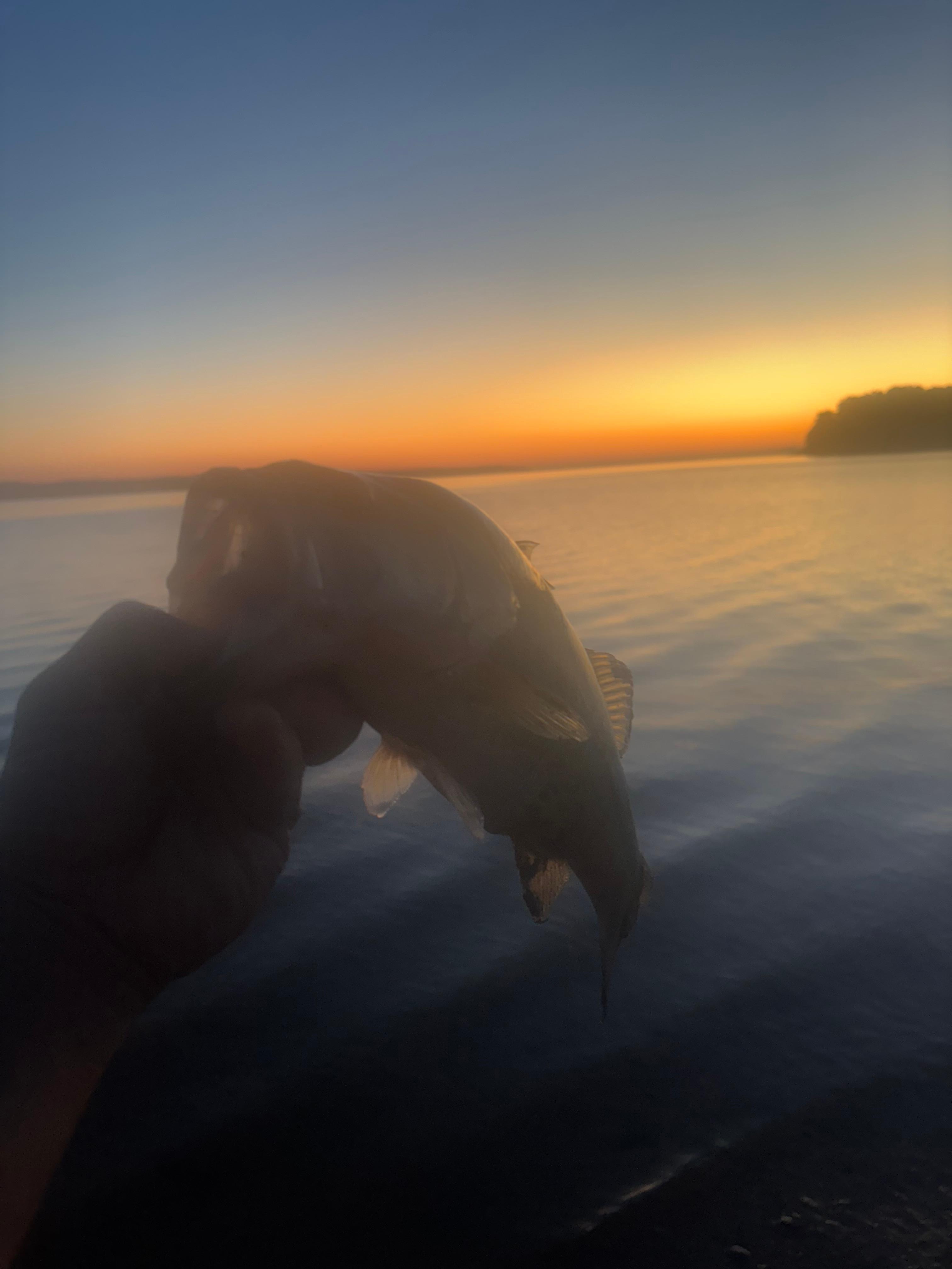 Small bass but a gift for sure(top water). 