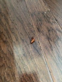 Live roach